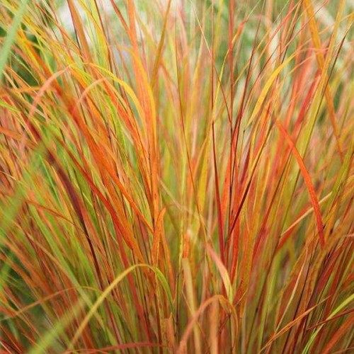 STIPA Arundinacea Sirocco