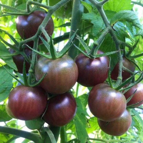 TOMATES Cerise Black Cherry