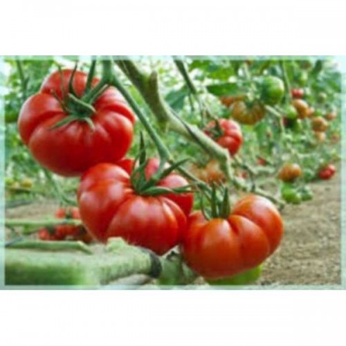 TOMATES Marmande