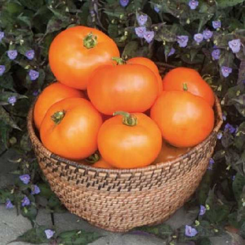 TOMATES Orange Ronde (Wellington)