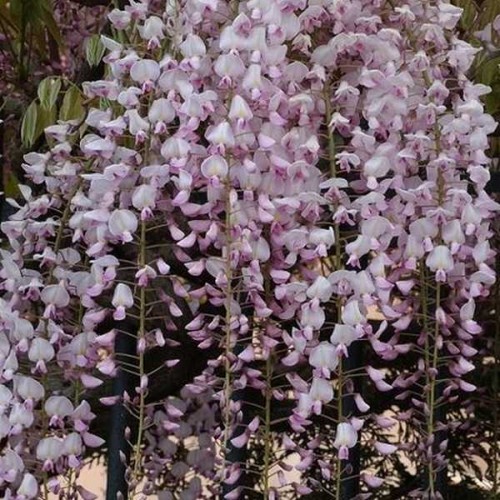GLYCINE Rose du Japon
