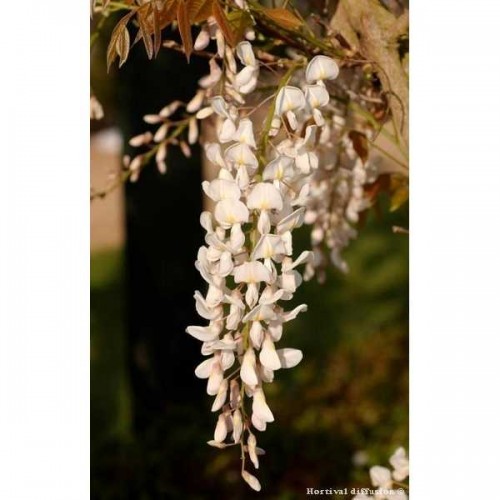 GLYCINE de Chine Blanche