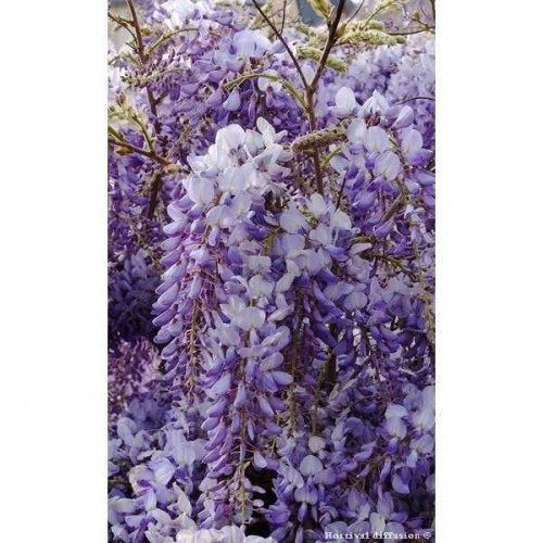 GLYCINE de Chine